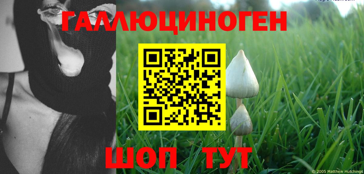 Псилоцибиновые грибы Psilocybe Донской